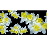 The Floral Trilogy - Yellow Daffodil Cashmere and Silk Wrap