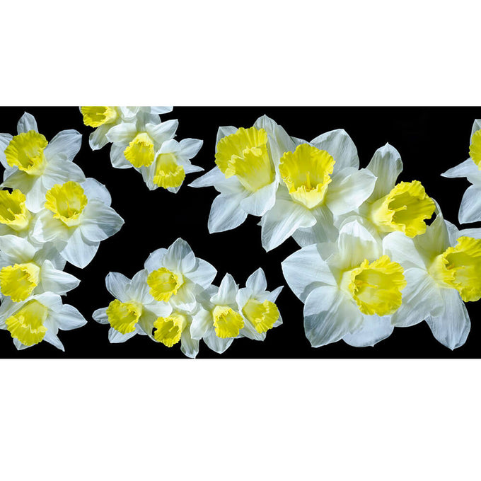 The Floral Trilogy - Yellow Daffodil Cashmere and Silk Wrap